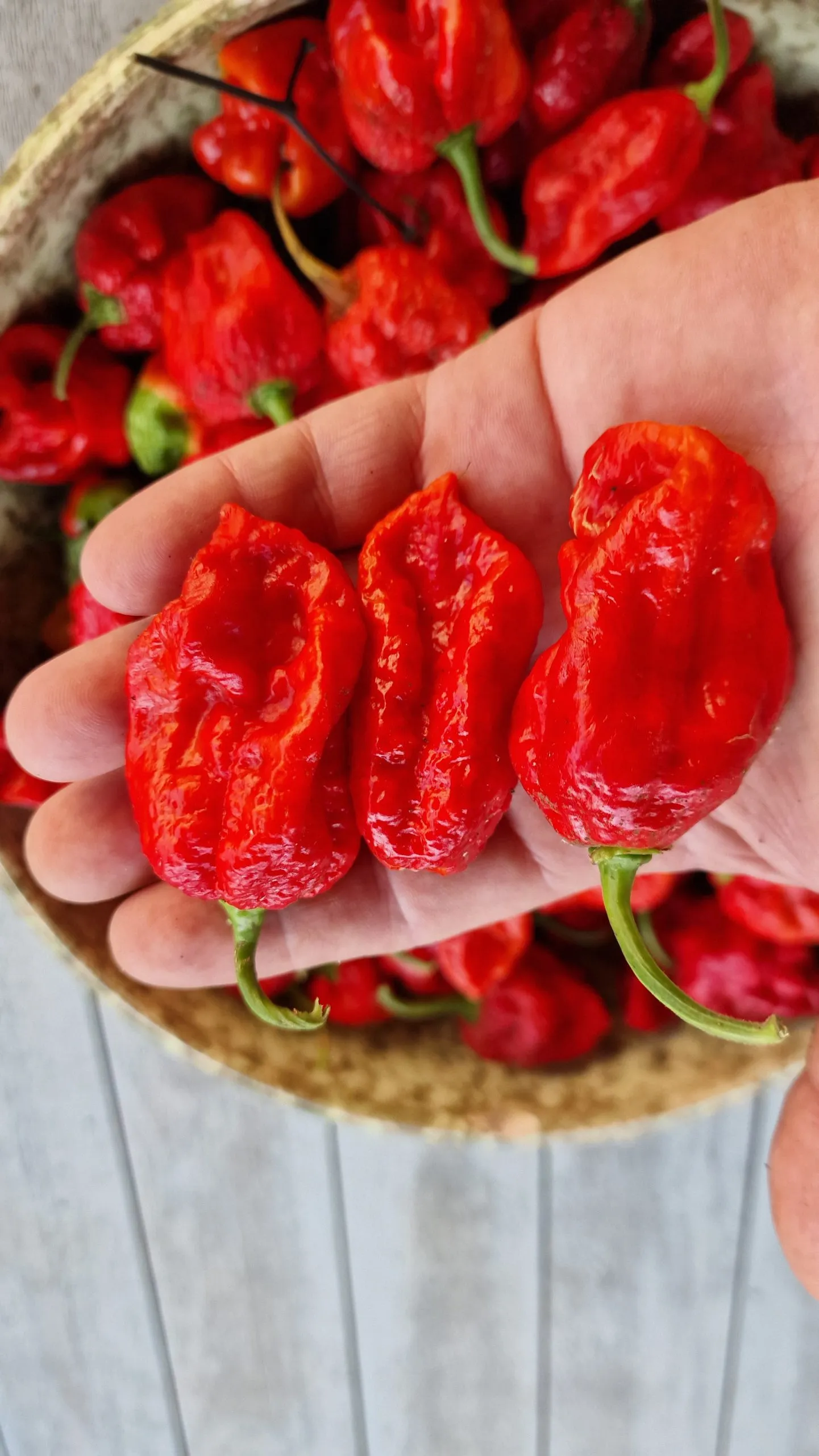 Armageddon Chilli Seeds - Image 3