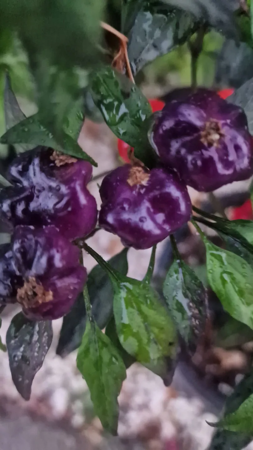 Purple Pumpkin Chilli Seeds - Image 2