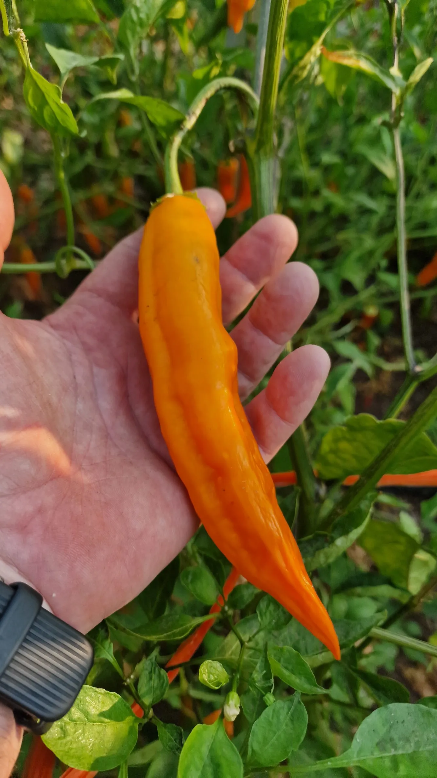 Aji Pacay Chilli Seeds - Image 3