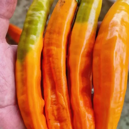 Aji Pacay Chilli Seeds
