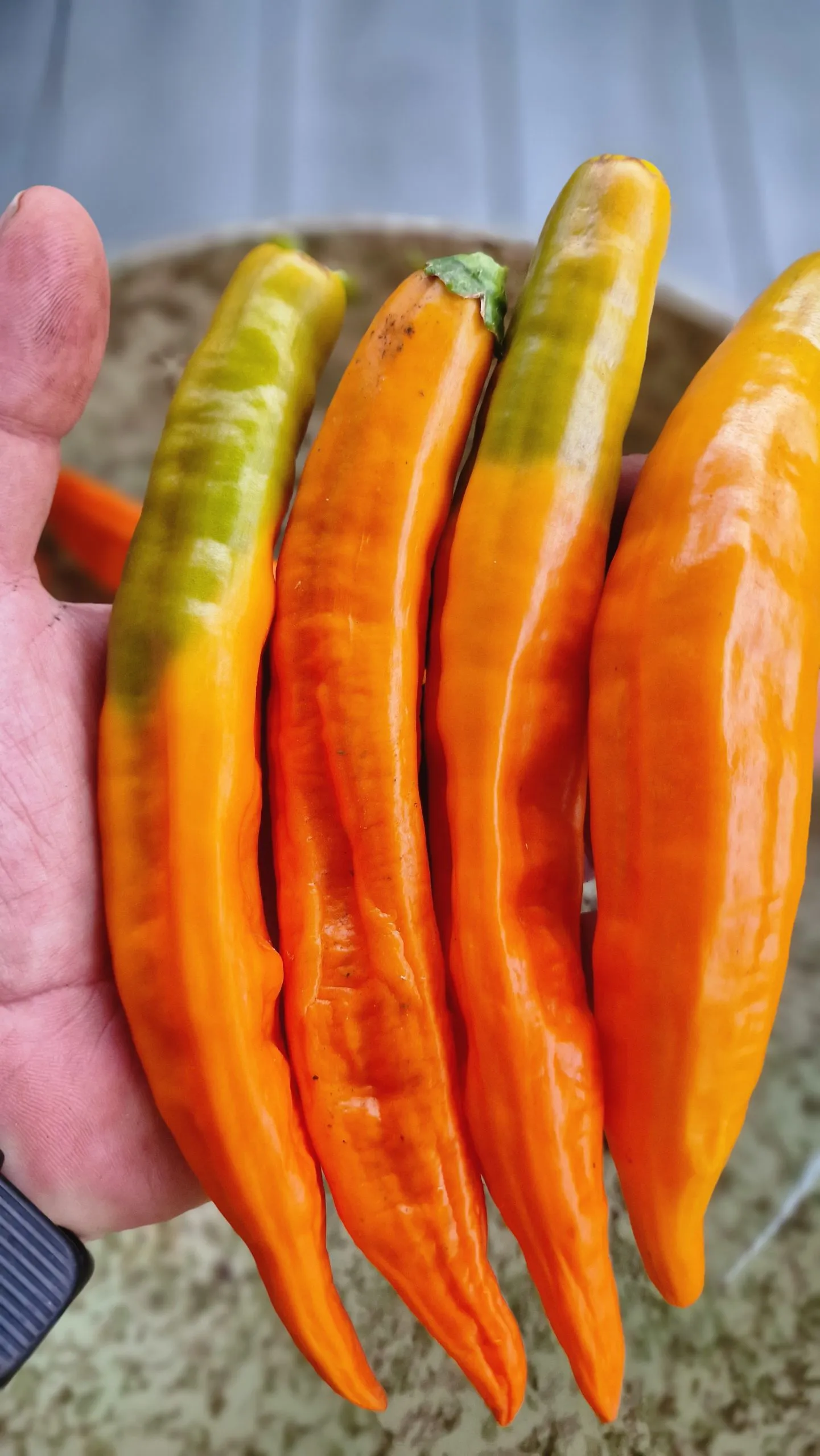 Aji Pacay Chilli Seeds