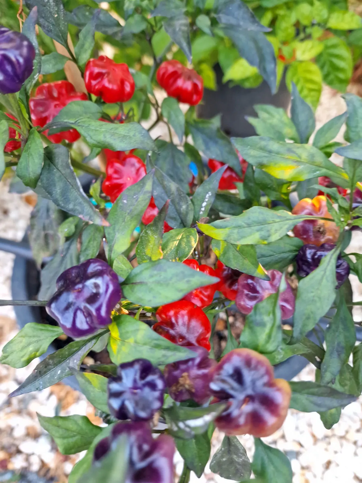 Purple Pumpkin Chilli Seeds - Image 3