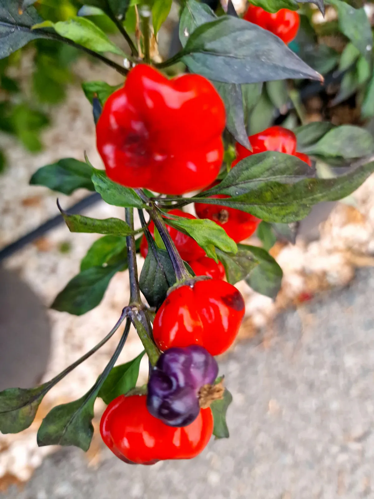 Purple Pumpkin Chilli Seeds - Image 5