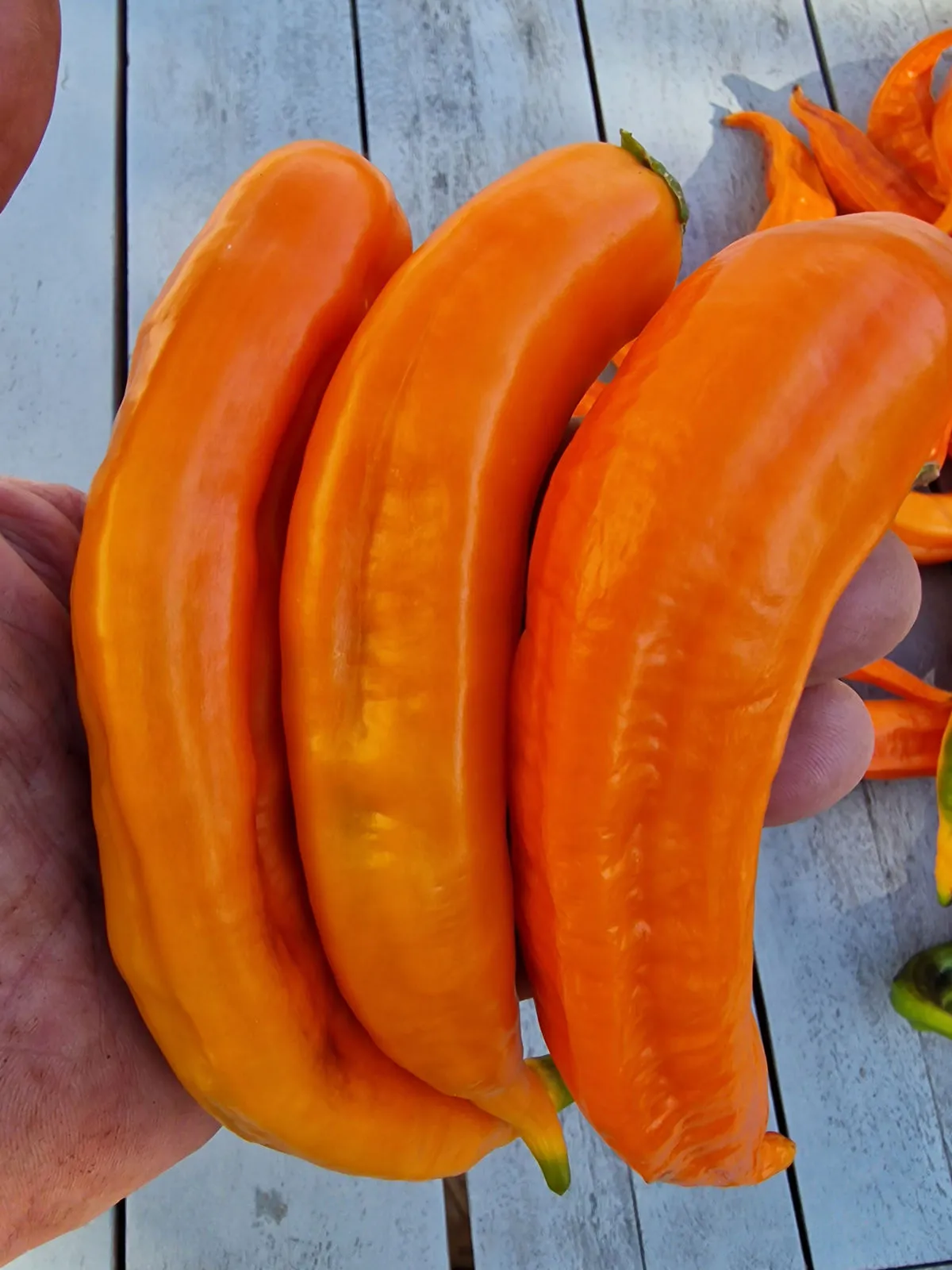 Aji Pacay Chilli Seeds - Image 5