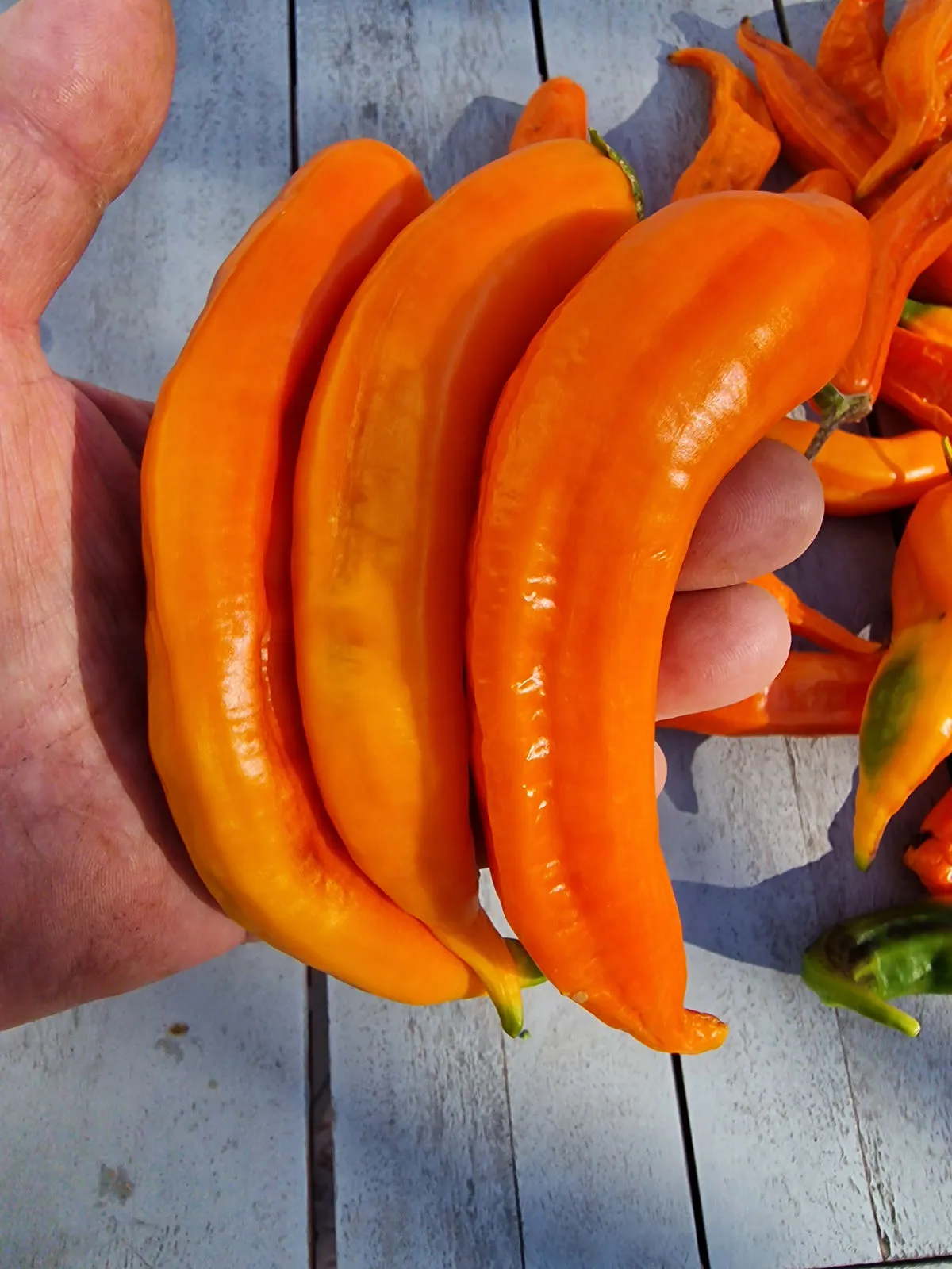 Aji Pacay Chilli Seeds - Image 6