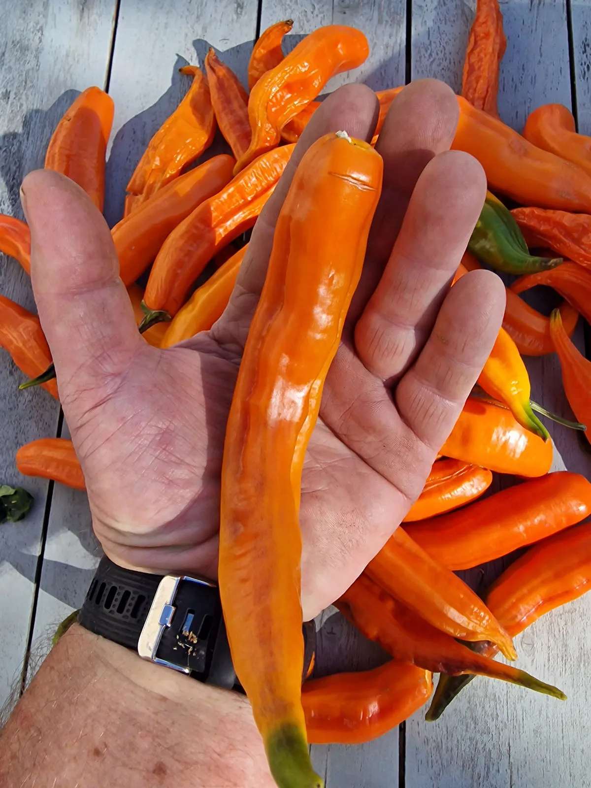 Aji Pacay Chilli Seeds - Image 7