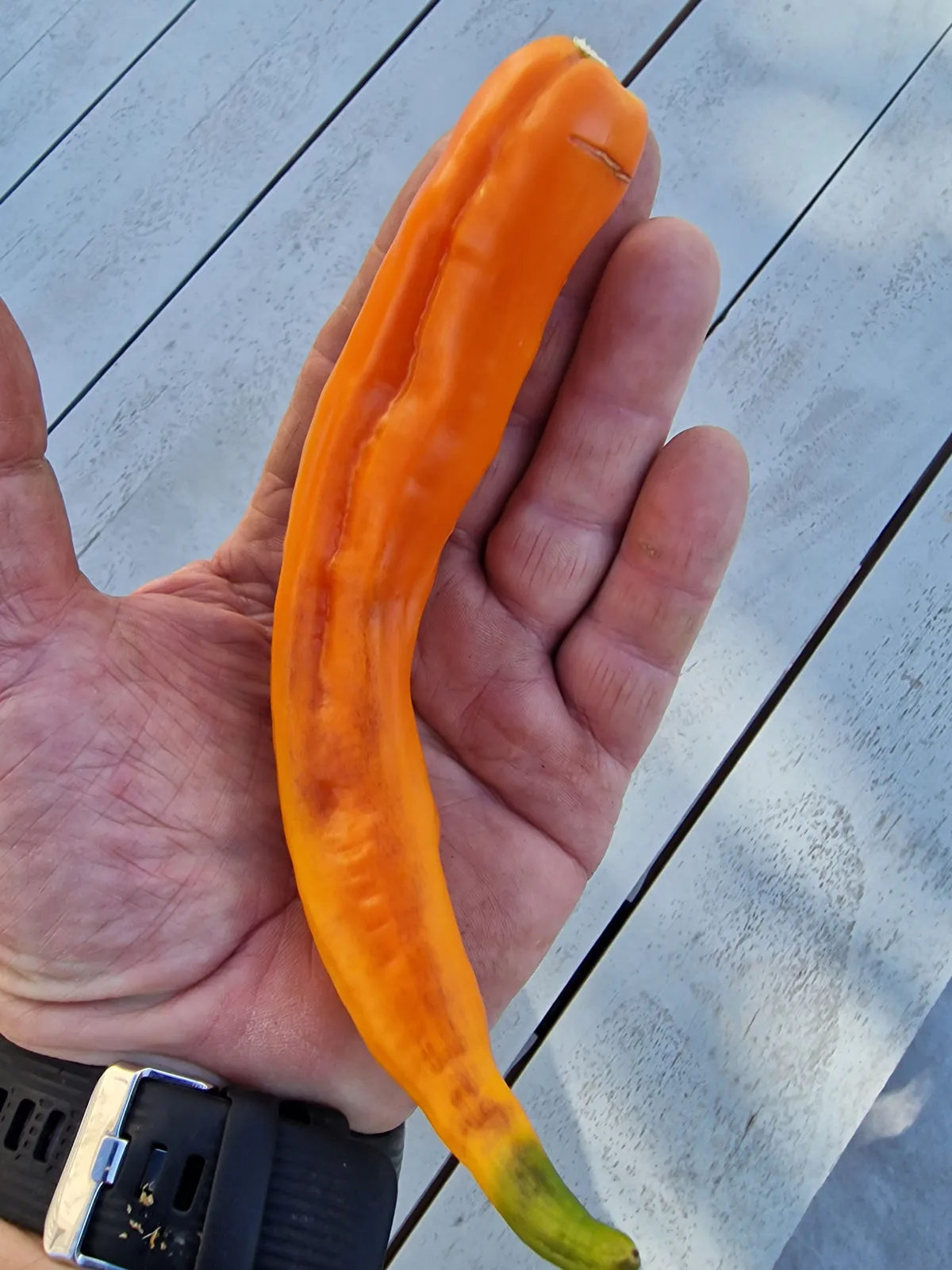 Aji Pacay Chilli Seeds - Image 8