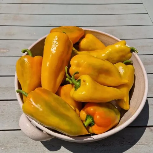 Elephant Ear Orange Sweet Pepper Seeds