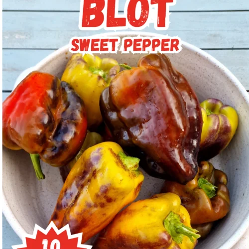 Blot Sweet Pepper Seeds