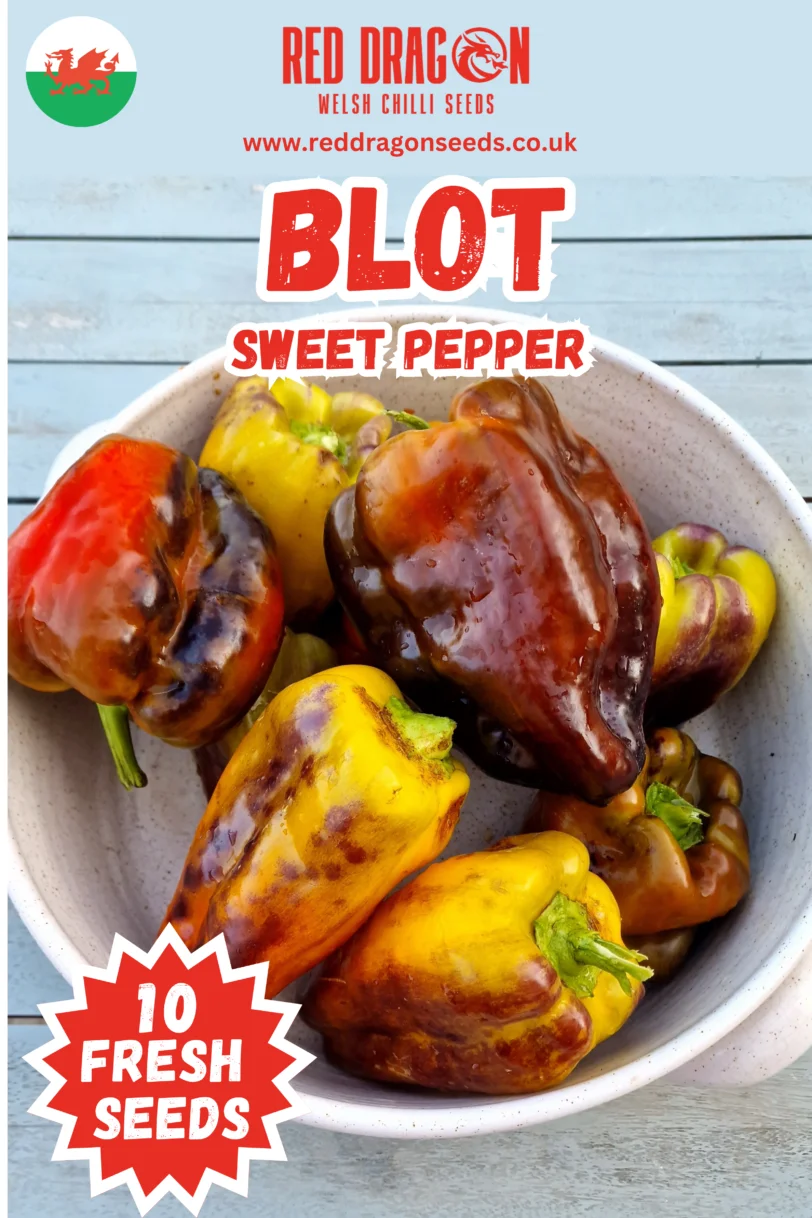 Blot Sweet Pepper Seeds