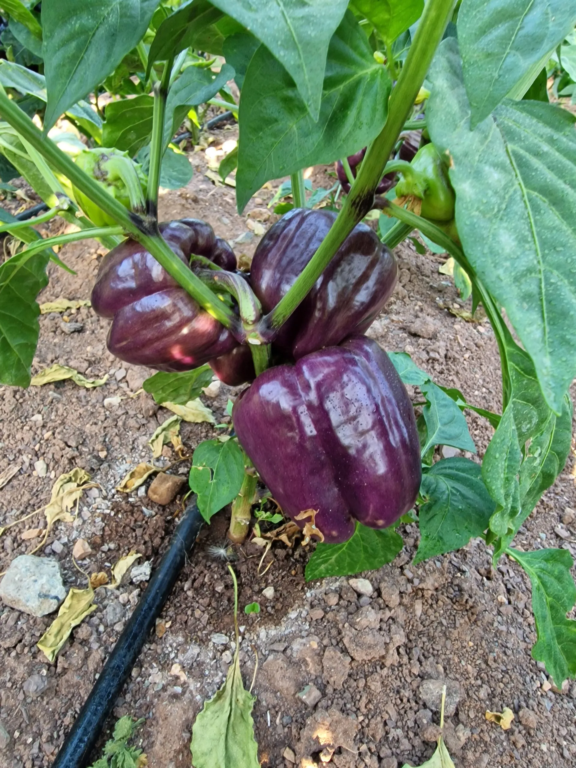 Tequila Sweet Pepper Seeds - Image 4