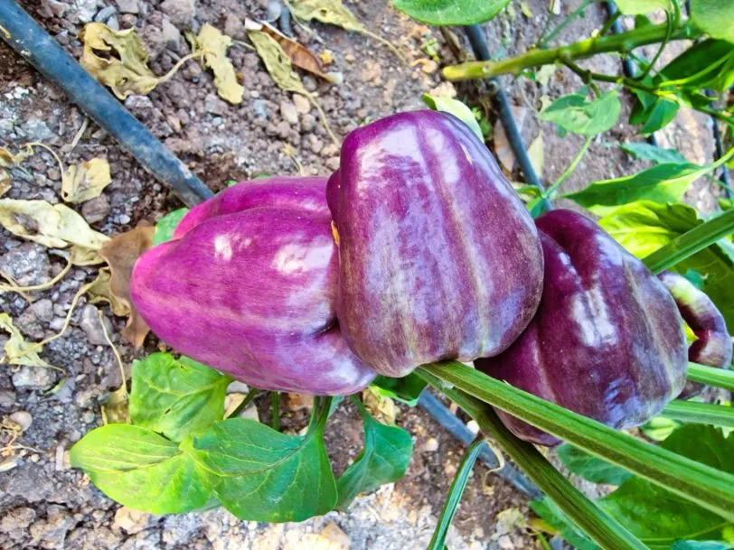 Iko Iko Sweet Pepper Seeds - Image 5