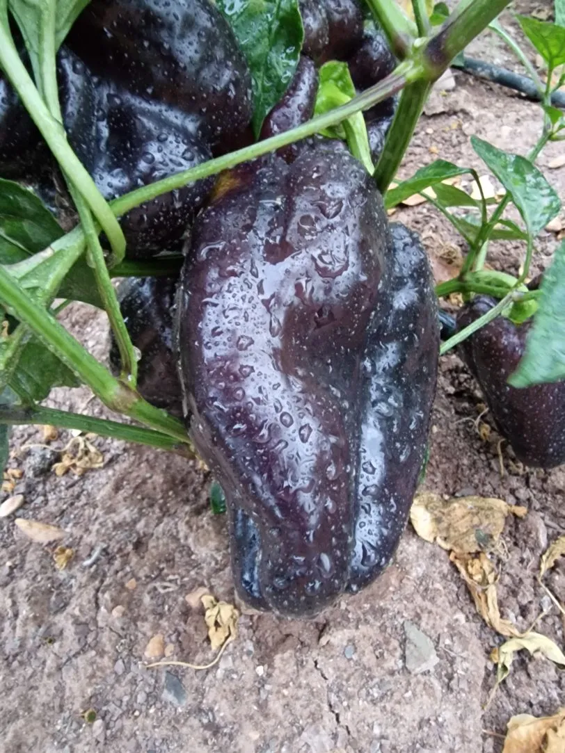 Iko Iko Sweet Pepper Seeds - Image 3