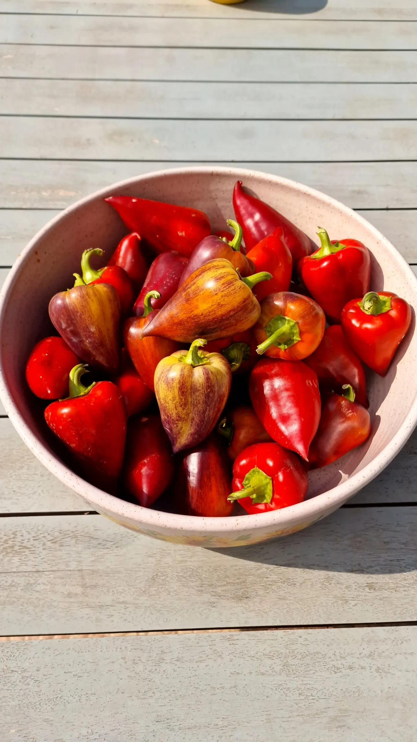 Violet Sparkle Sweet Pepper Seeds - Image 2