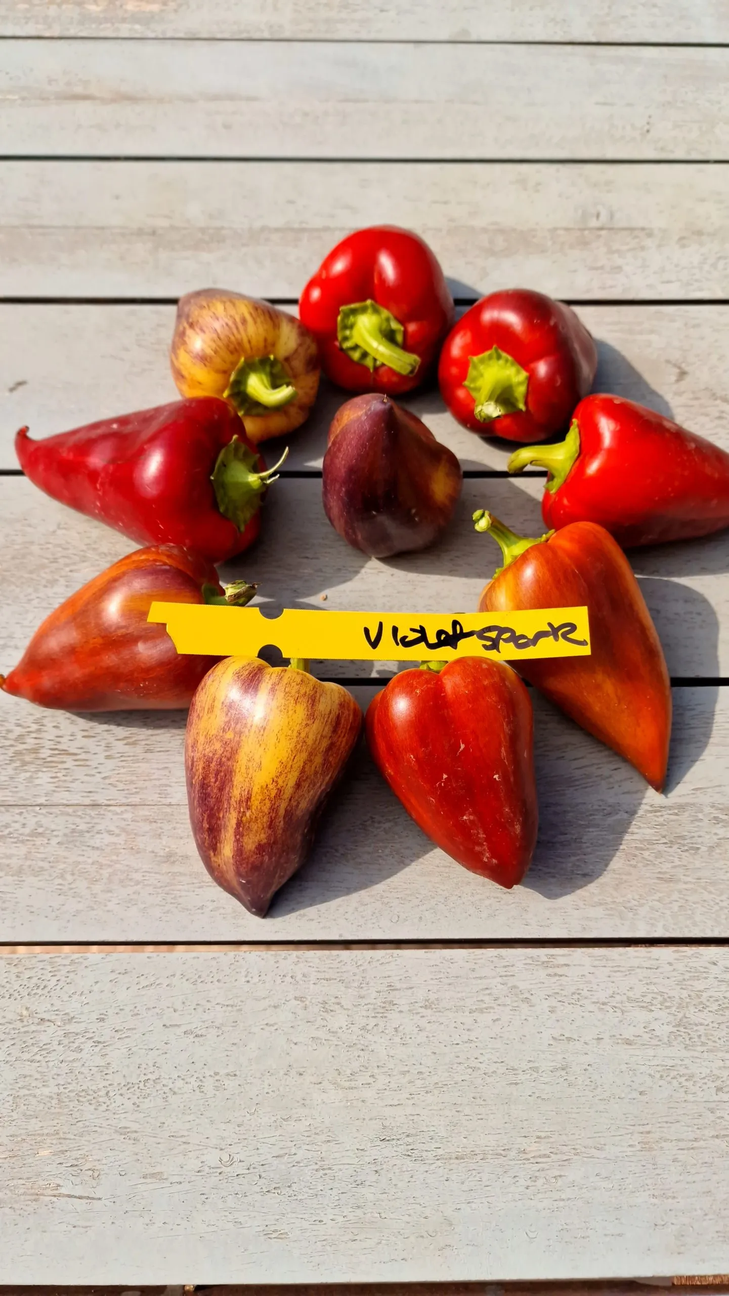 Violet Sparkle Sweet Pepper Seeds - Image 4