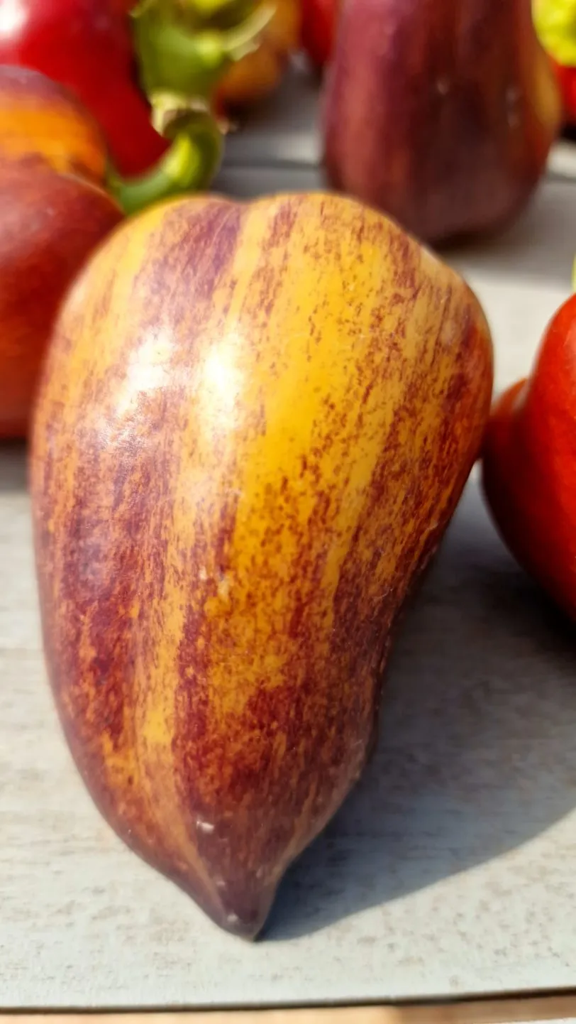 Violet Sparkle Sweet Pepper Seeds - Image 3