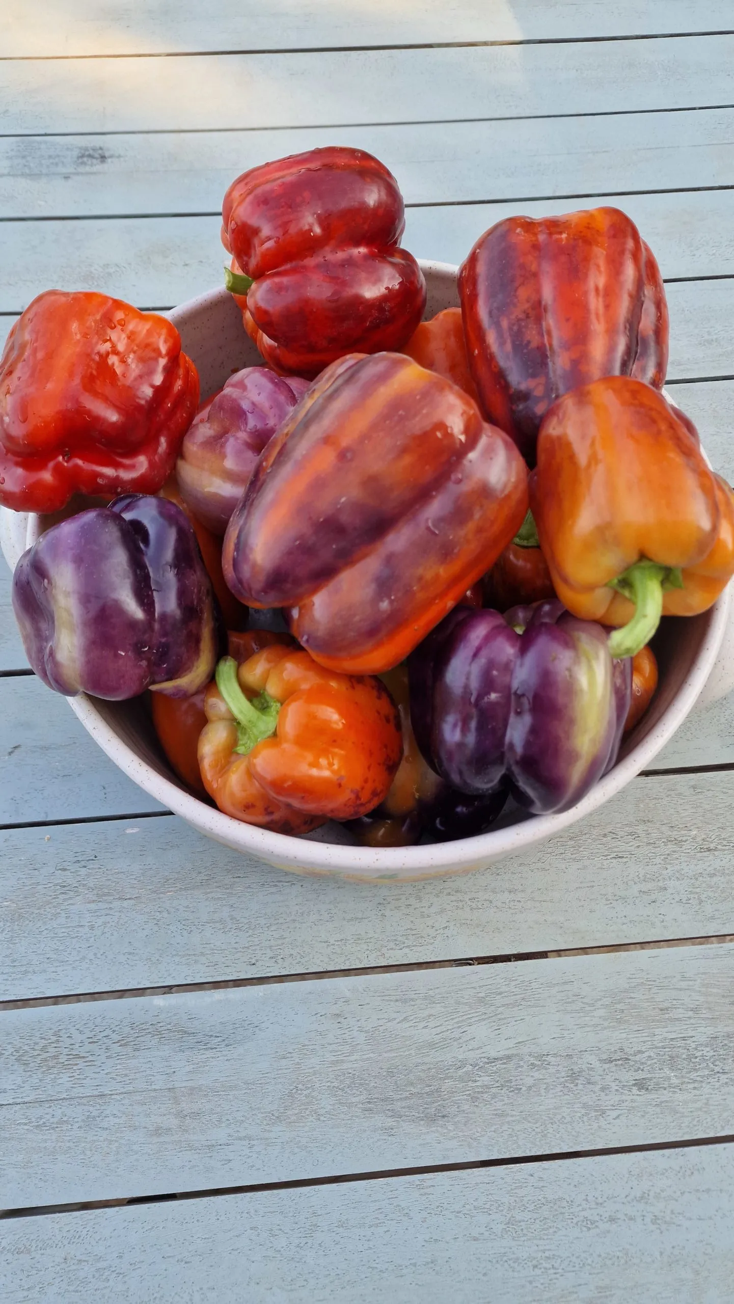 Tequila Sweet Pepper Seeds - Image 2