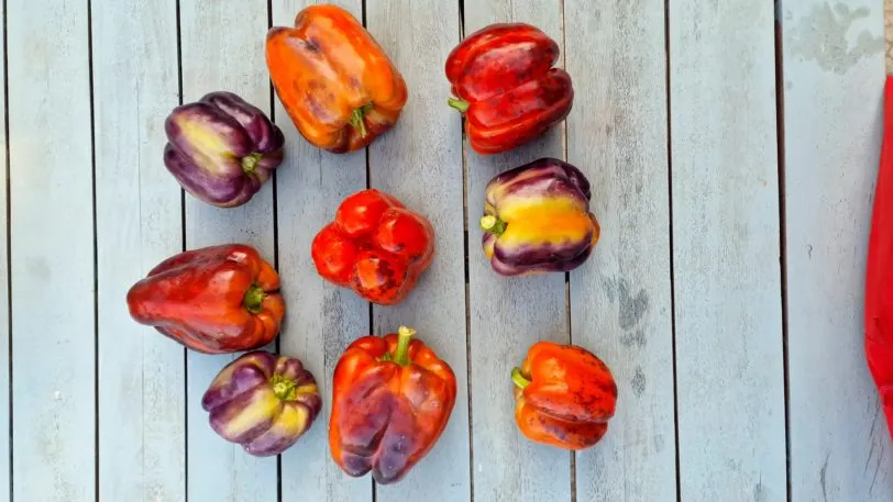 Tequila Sweet Pepper Seeds - Image 5