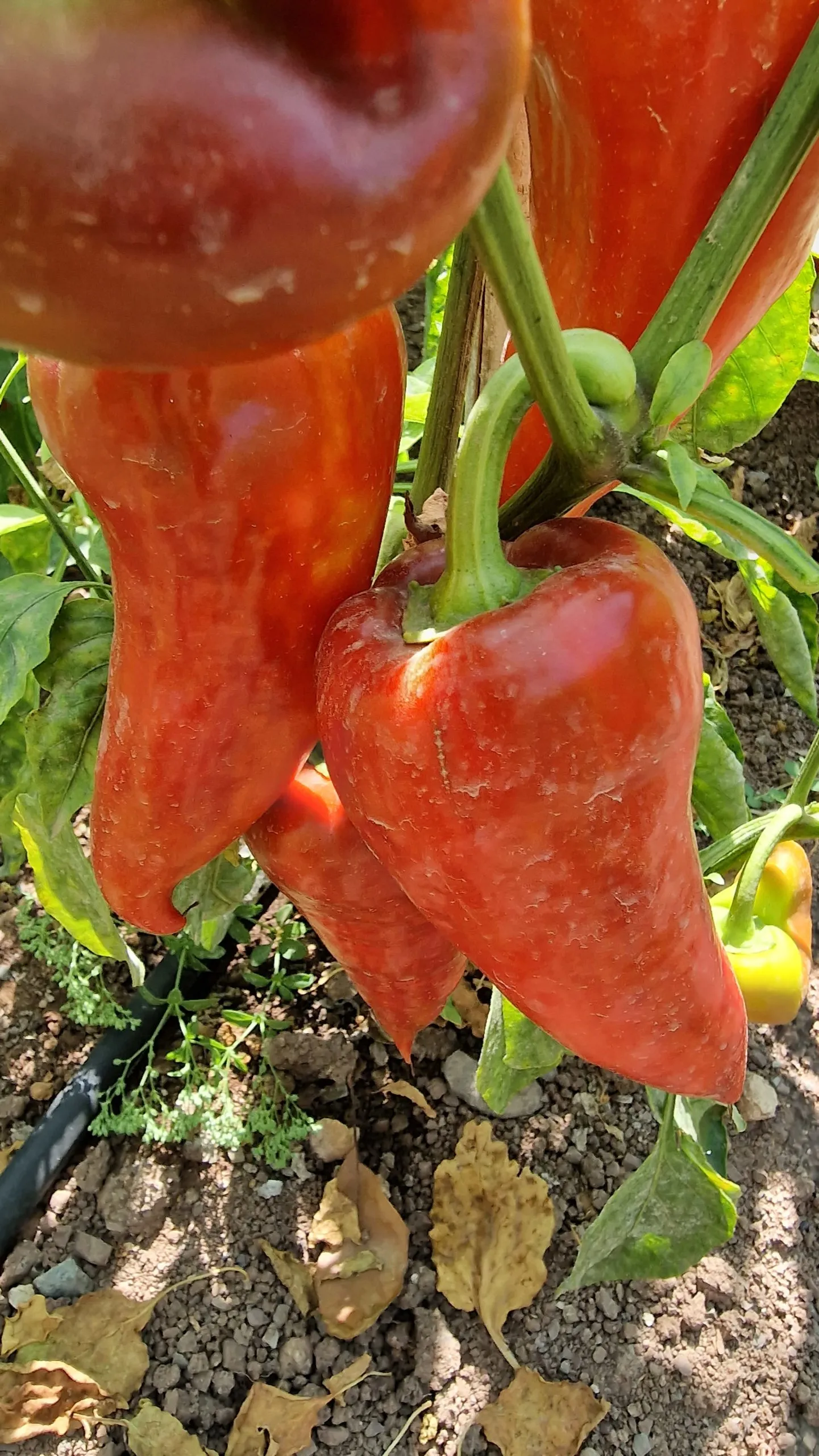 Sakura Sweet Pepper Seeds - Image 5
