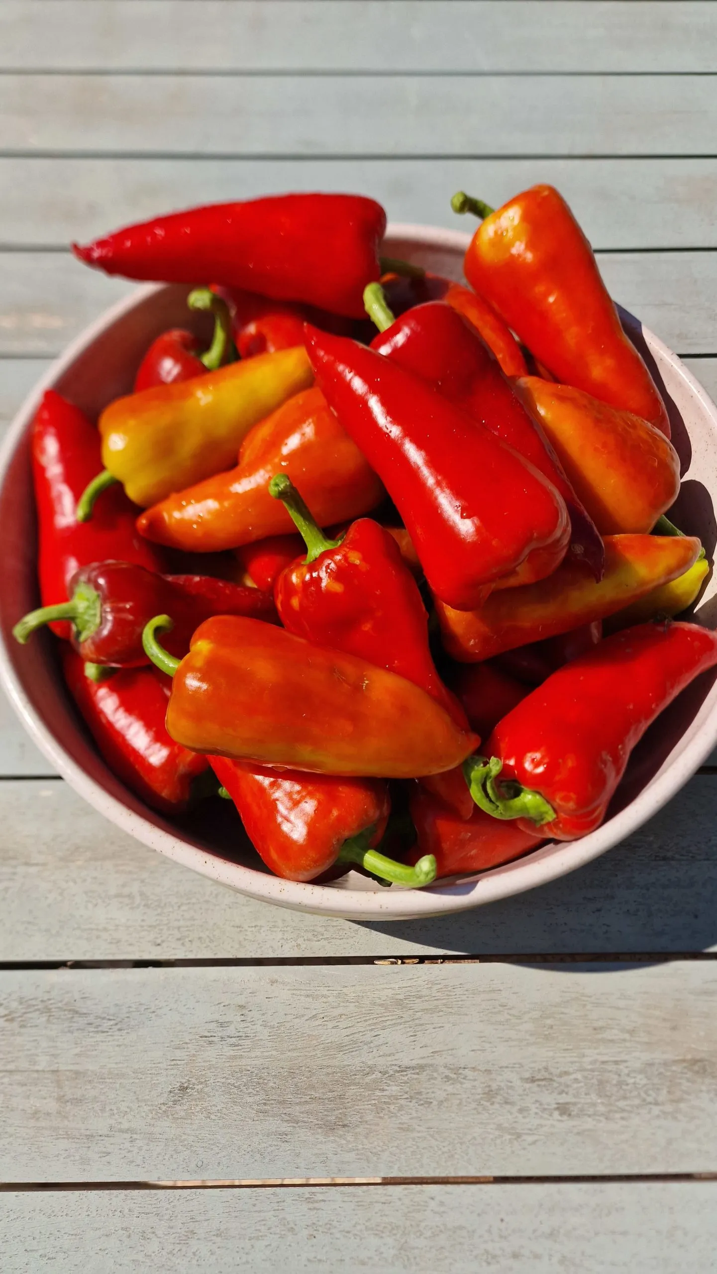 Sakura Sweet Pepper Seeds - Image 6