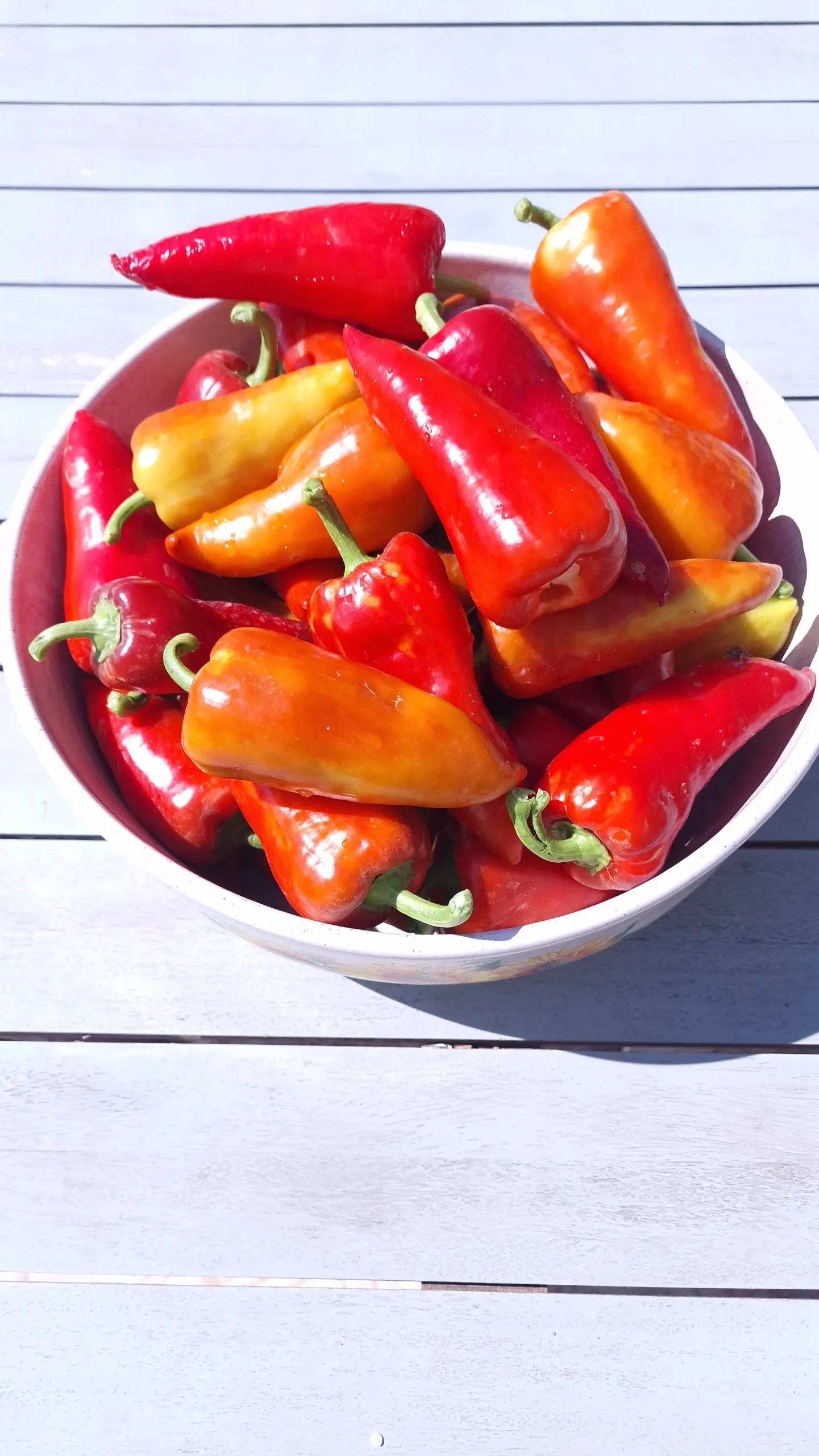Sakura Sweet Pepper Seeds