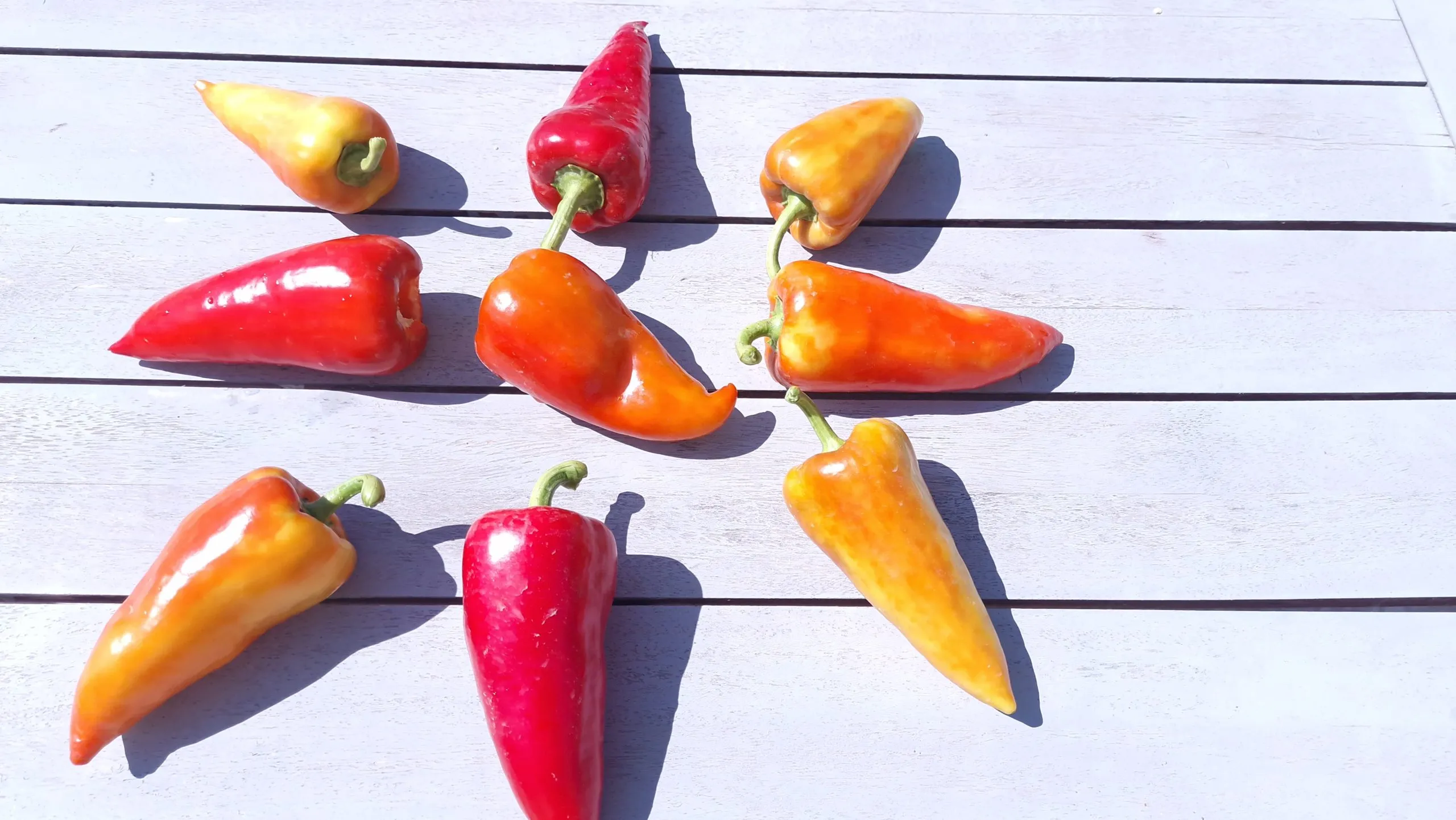 Sakura Sweet Pepper Seeds - Image 4