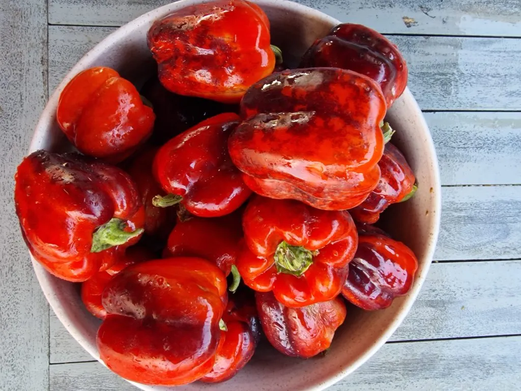 Iko Iko Sweet Pepper