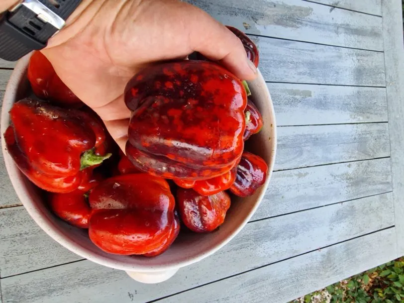 Iko Iko Sweet Pepper Seeds - Image 2