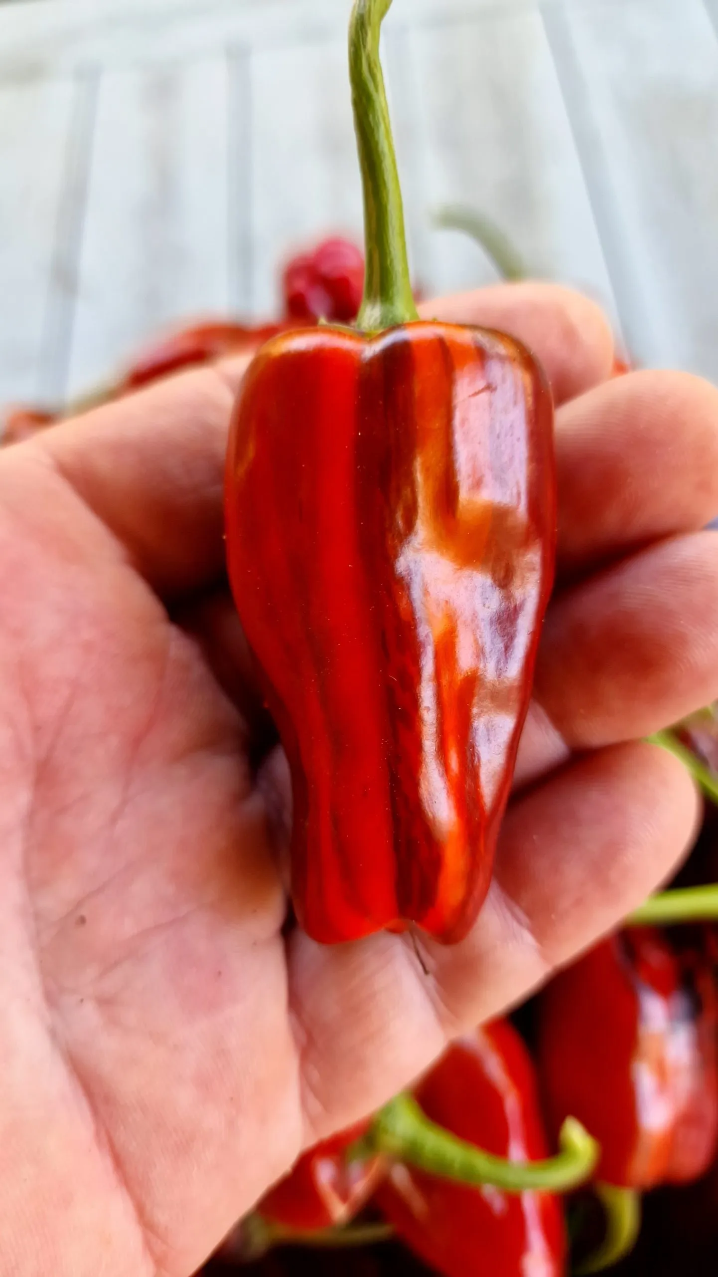 Bryan's Blood Chilli Seeds - Image 2