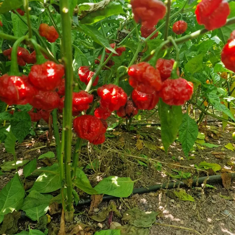 Khang Starr Scarlett Rose Chilli Seeds - Image 6