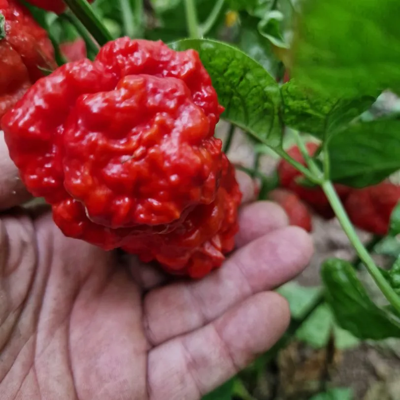 Khang Starr Scarlett Rose Chilli Seeds - Image 2