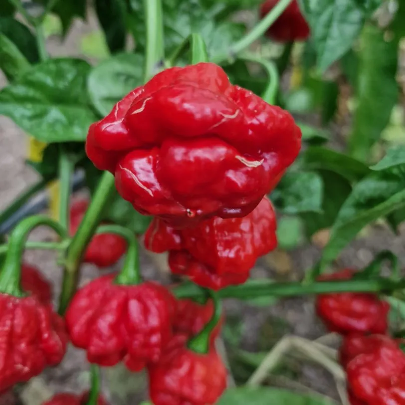 Khang Starr Triple Pack Seeds - Lemon Starrburst - Peach Starrkist - Scarlet Rose - White Thai - 40 Fresh Seeds - Image 8