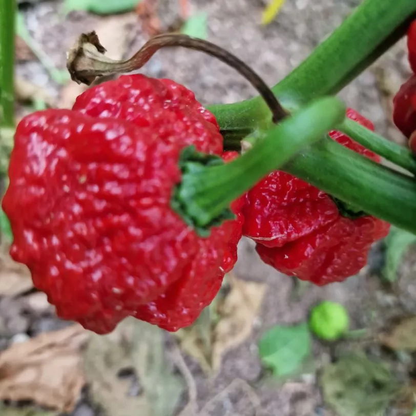 Khang Starr Scarlett Rose Chilli Seeds - Image 8