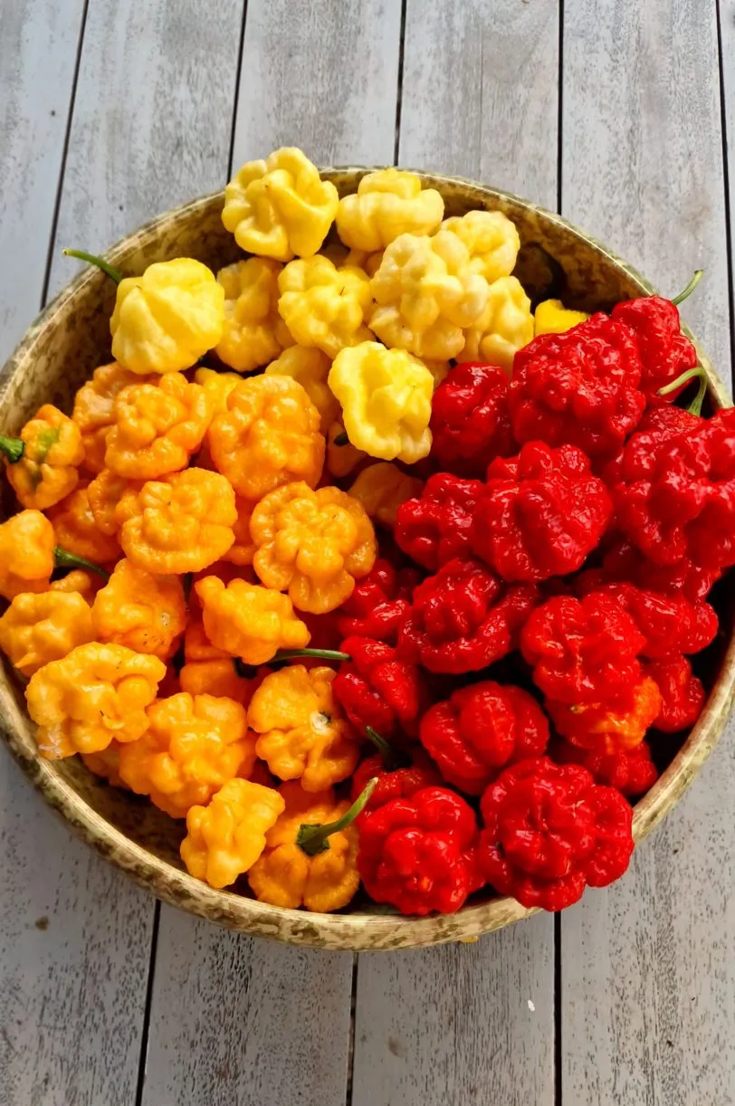 Khang Starr Triple Pack Seeds - Lemon Starrburst - Peach Starrkist - Scarlet Rose - White Thai - 40 Fresh Seeds - Image 9