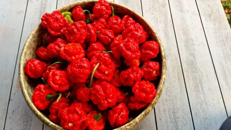 Khang Starr Scarlett Rose Chilli Seeds - Image 7