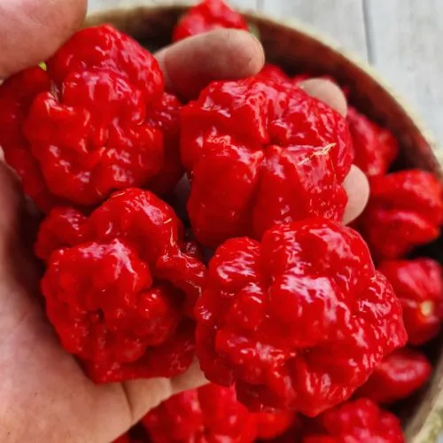 Khang Starr Scarlett Rose Chilli Seeds