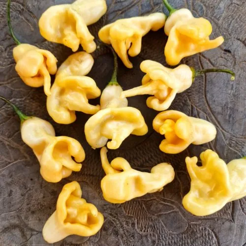 AJI Confusion Chilli Seeds