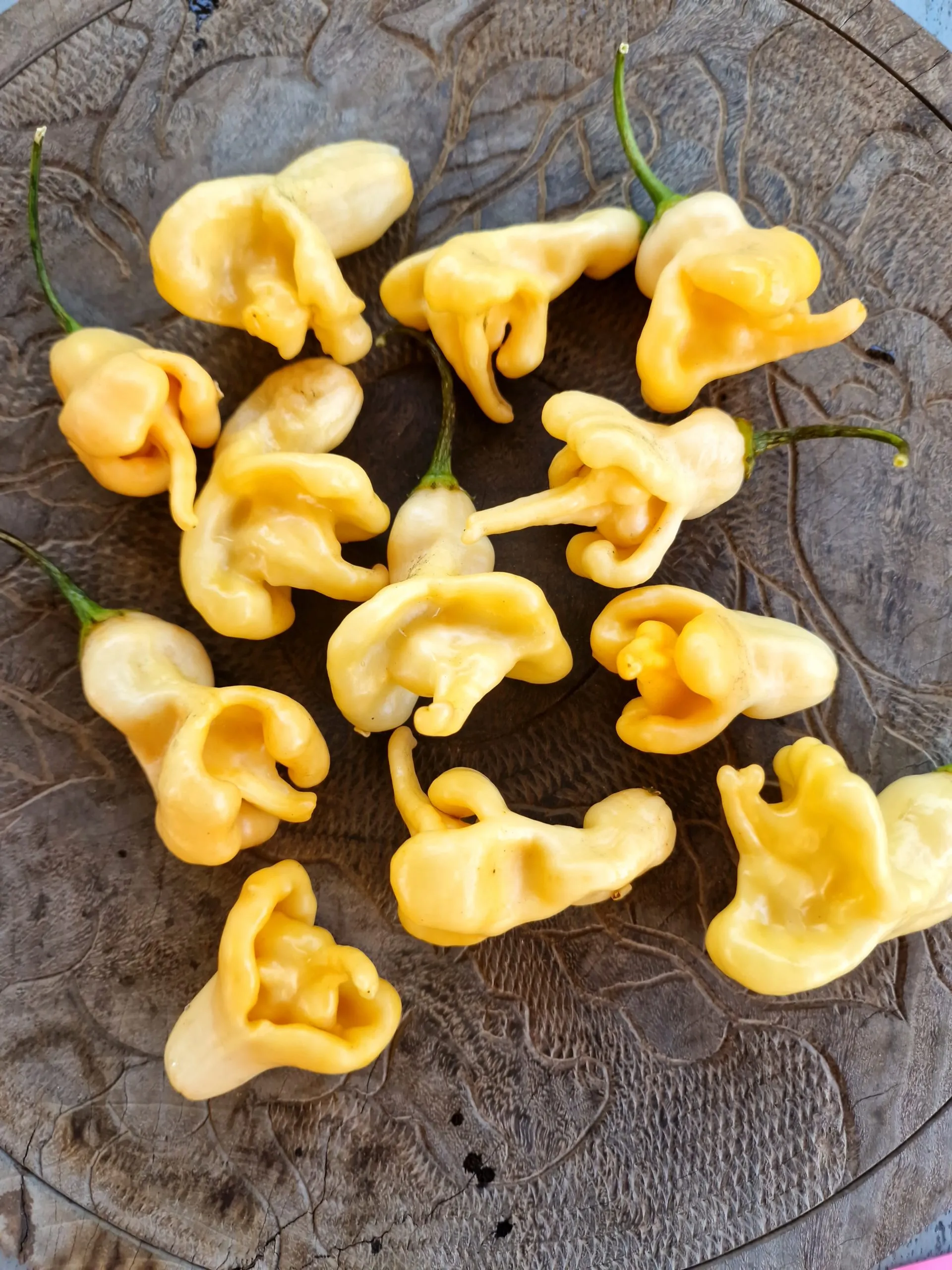 AJI Confusion Chilli Seeds