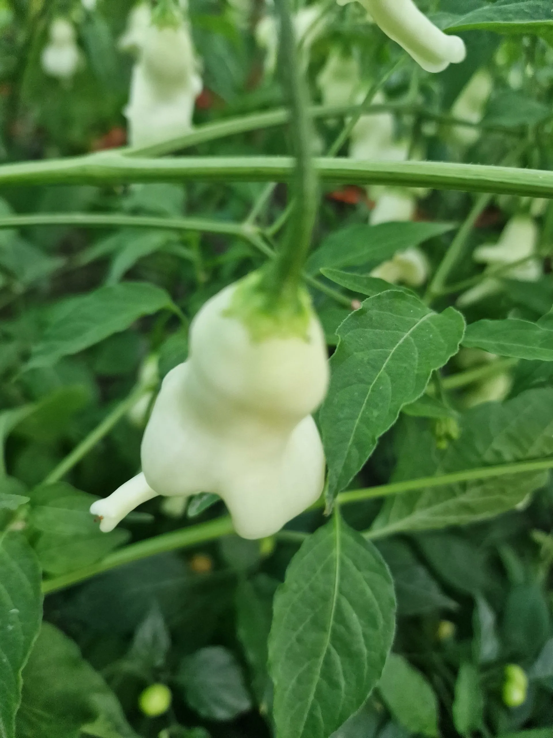 AJI Confusion Chilli Seeds - Image 4