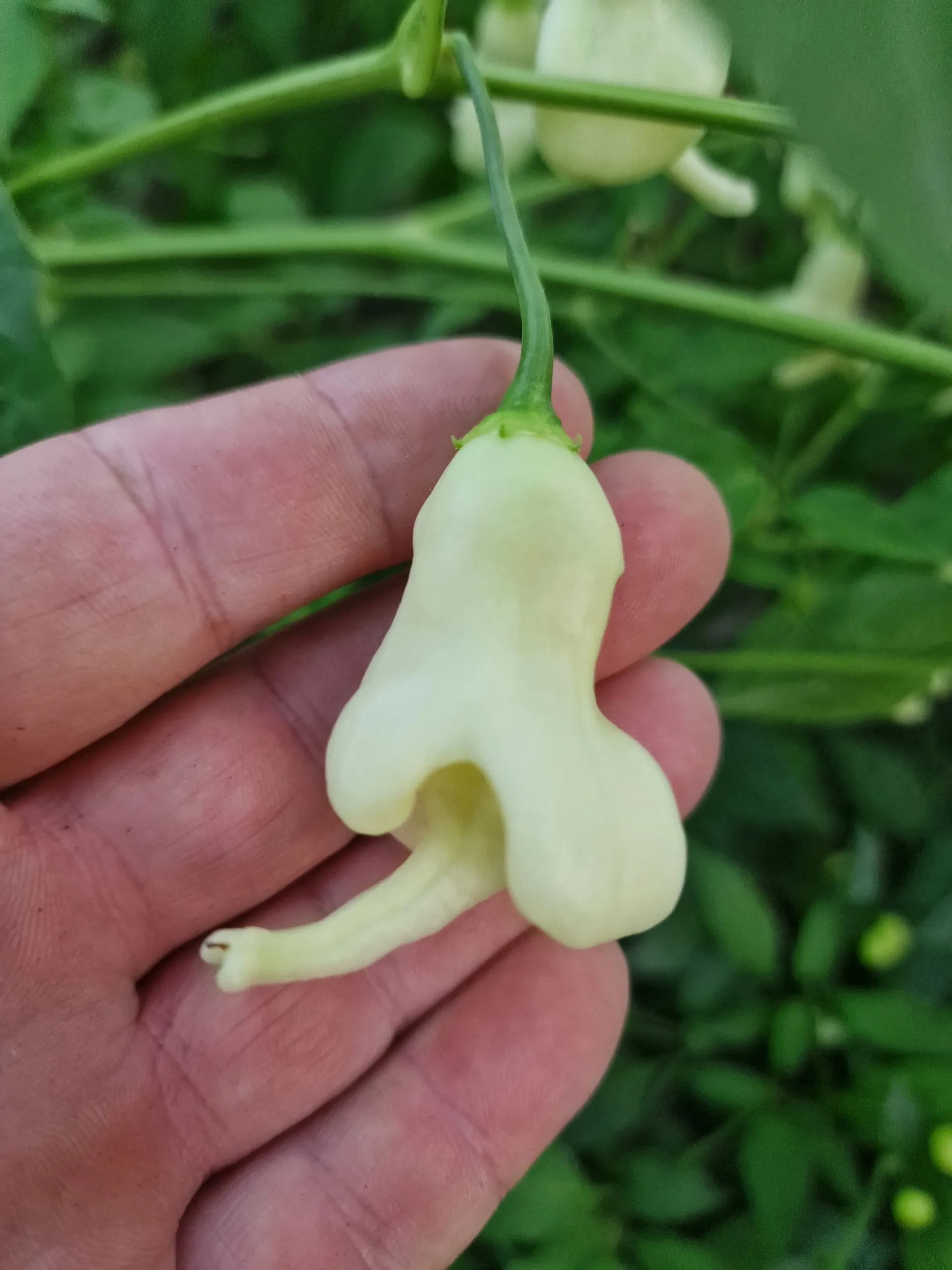 AJI Confusion Chilli Seeds - Image 5