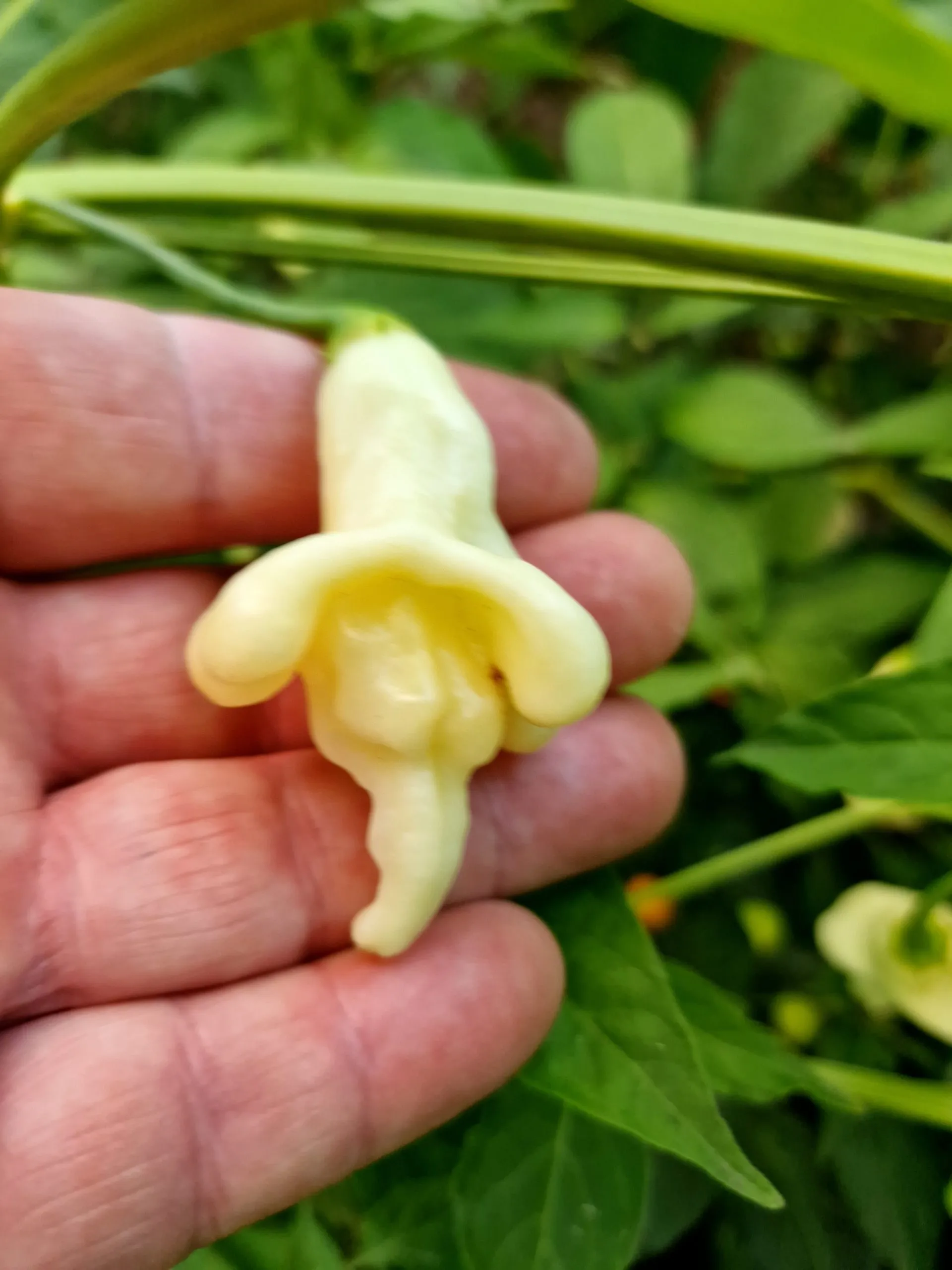 AJI Confusion Chilli Seeds - Image 6