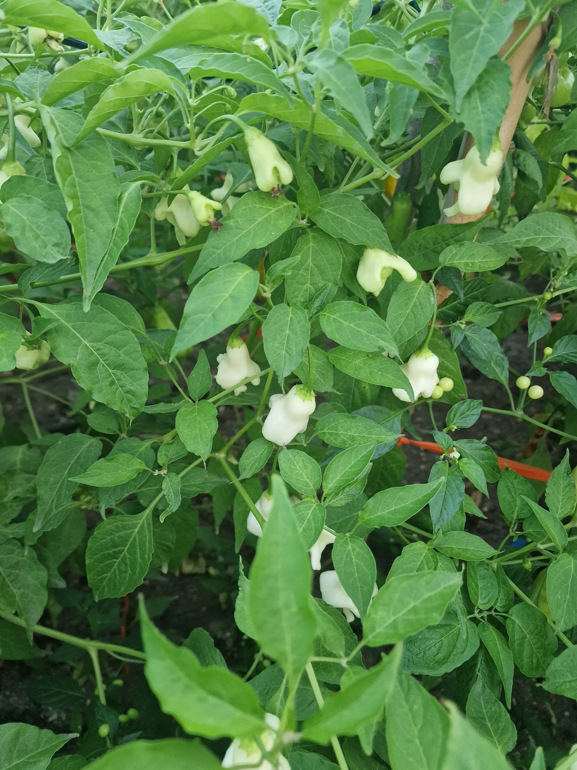 AJI Confusion Chilli Seeds - Image 7