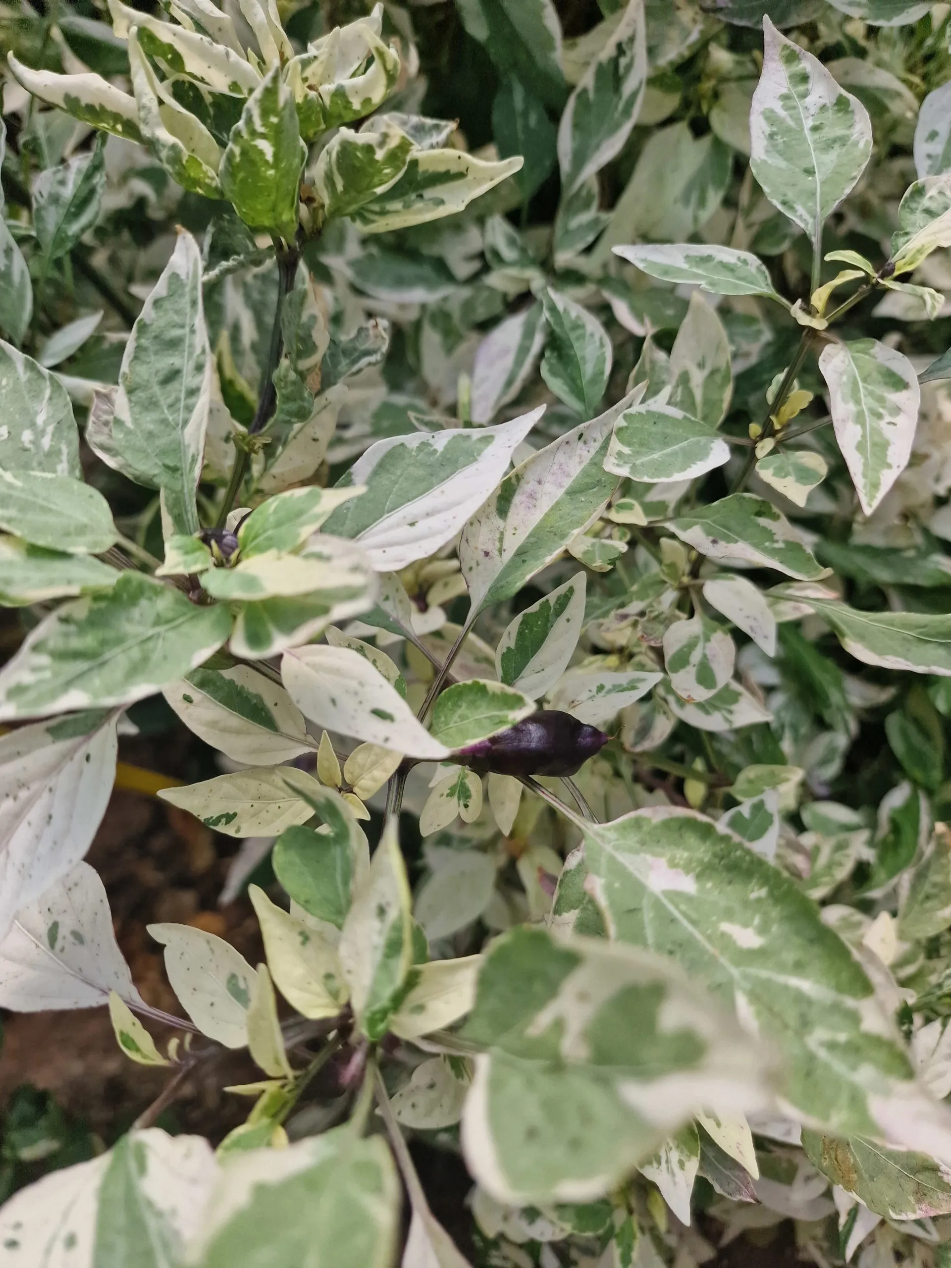 Bryan's Blood Chilli Seeds - Image 13