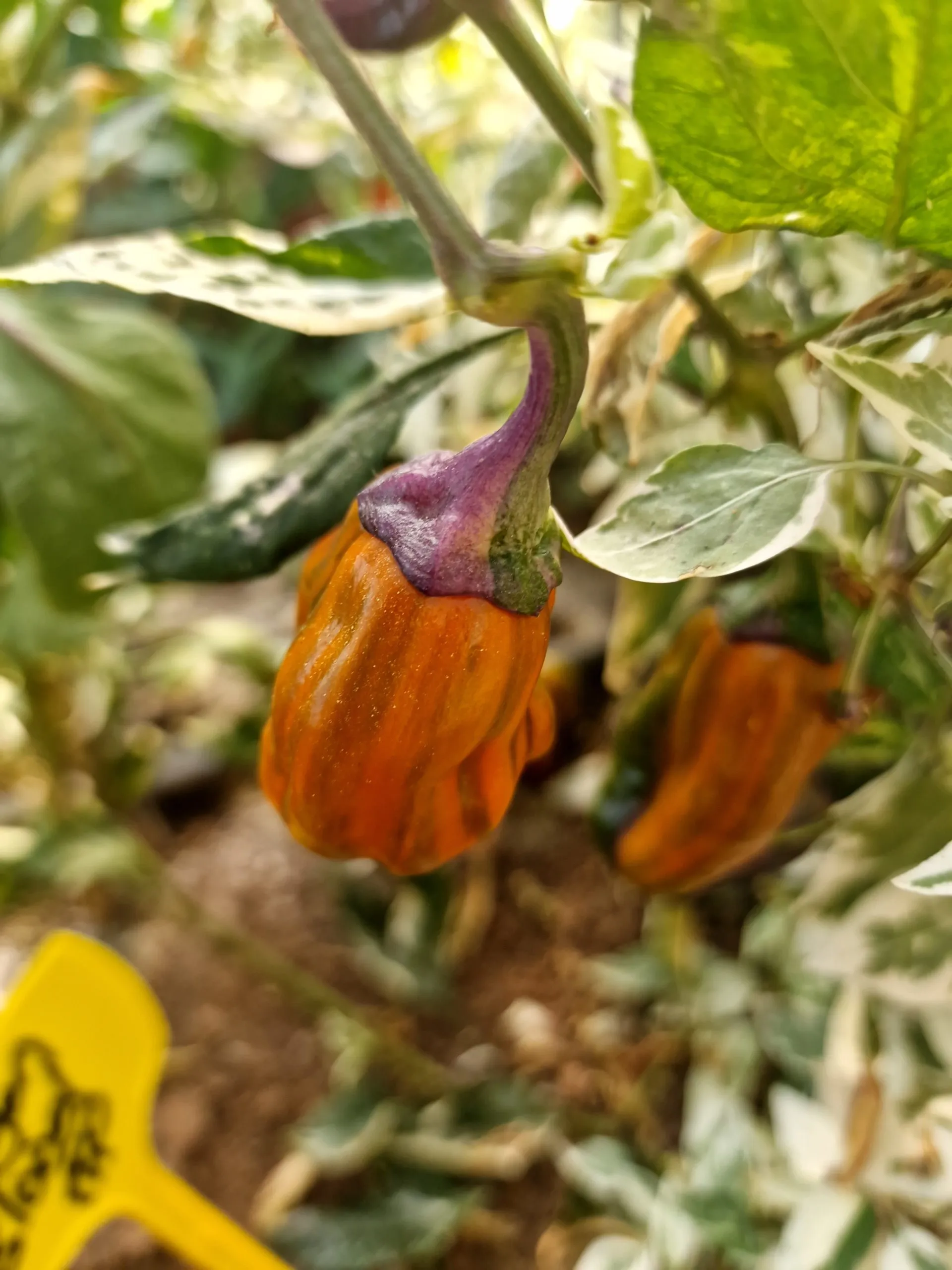 Bryan's Blood Chilli Seeds - Image 10