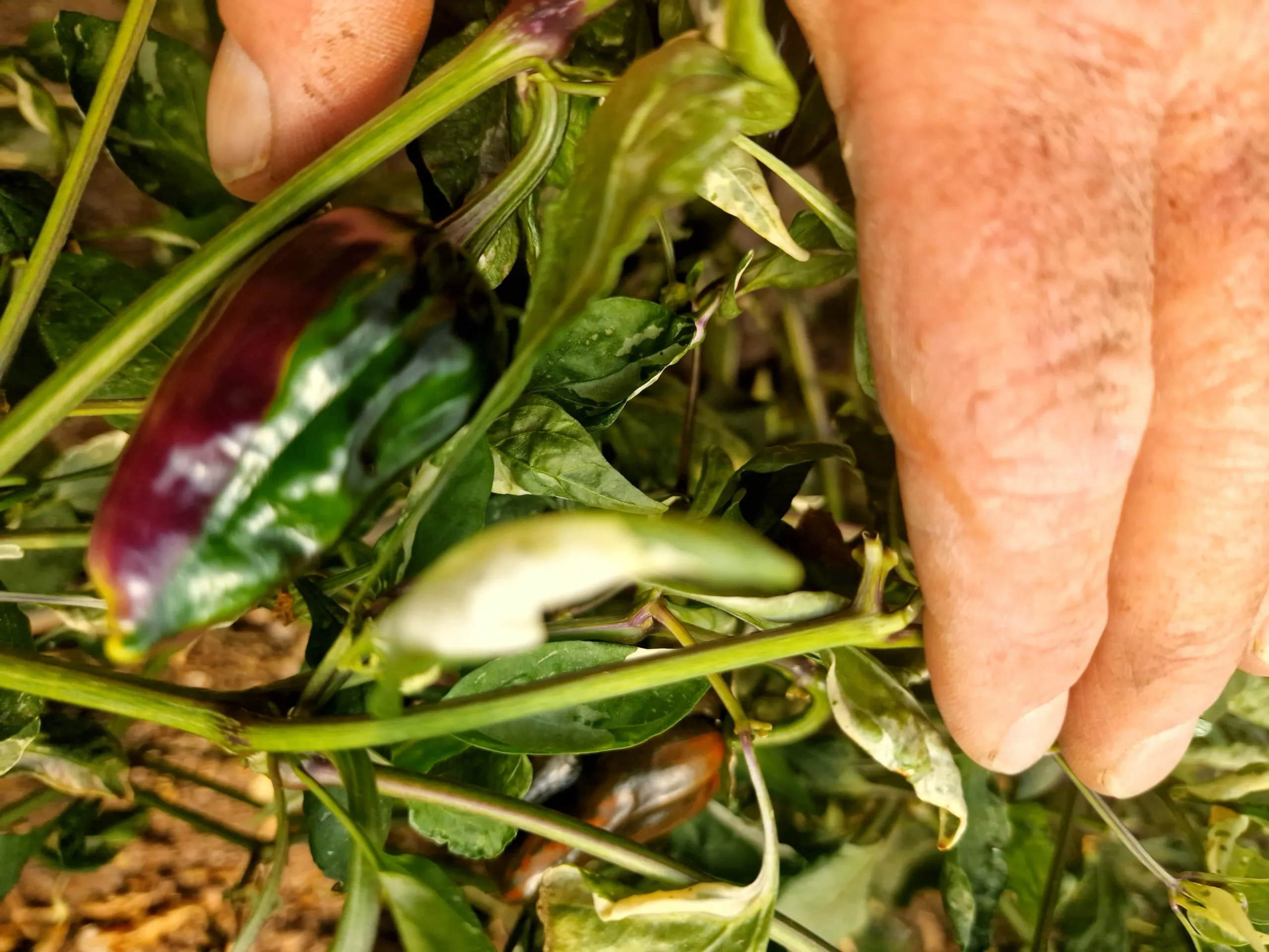 Bryan's Blood Chilli Seeds - Image 5