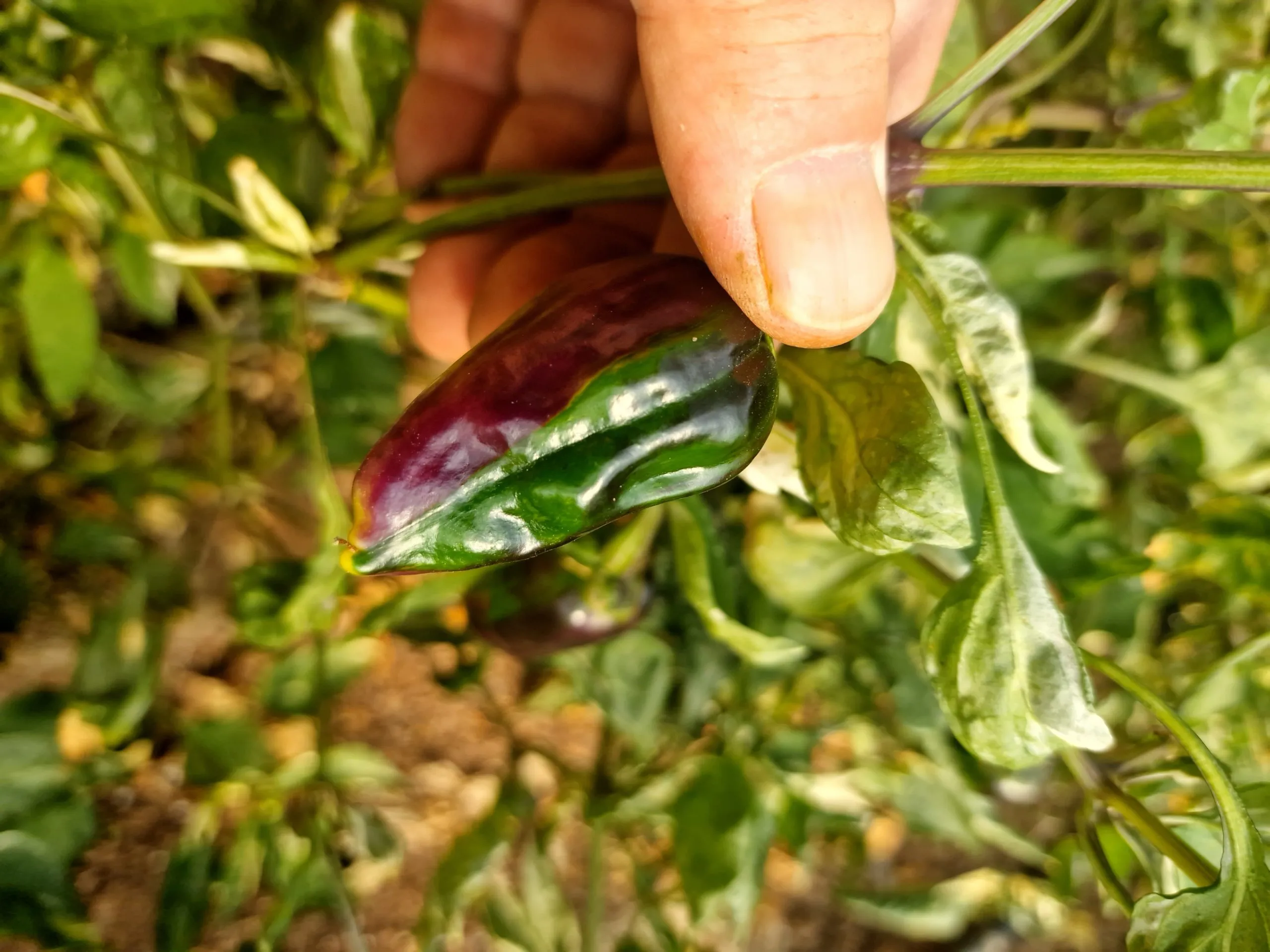 Bryan's Blood Chilli Seeds - Image 11
