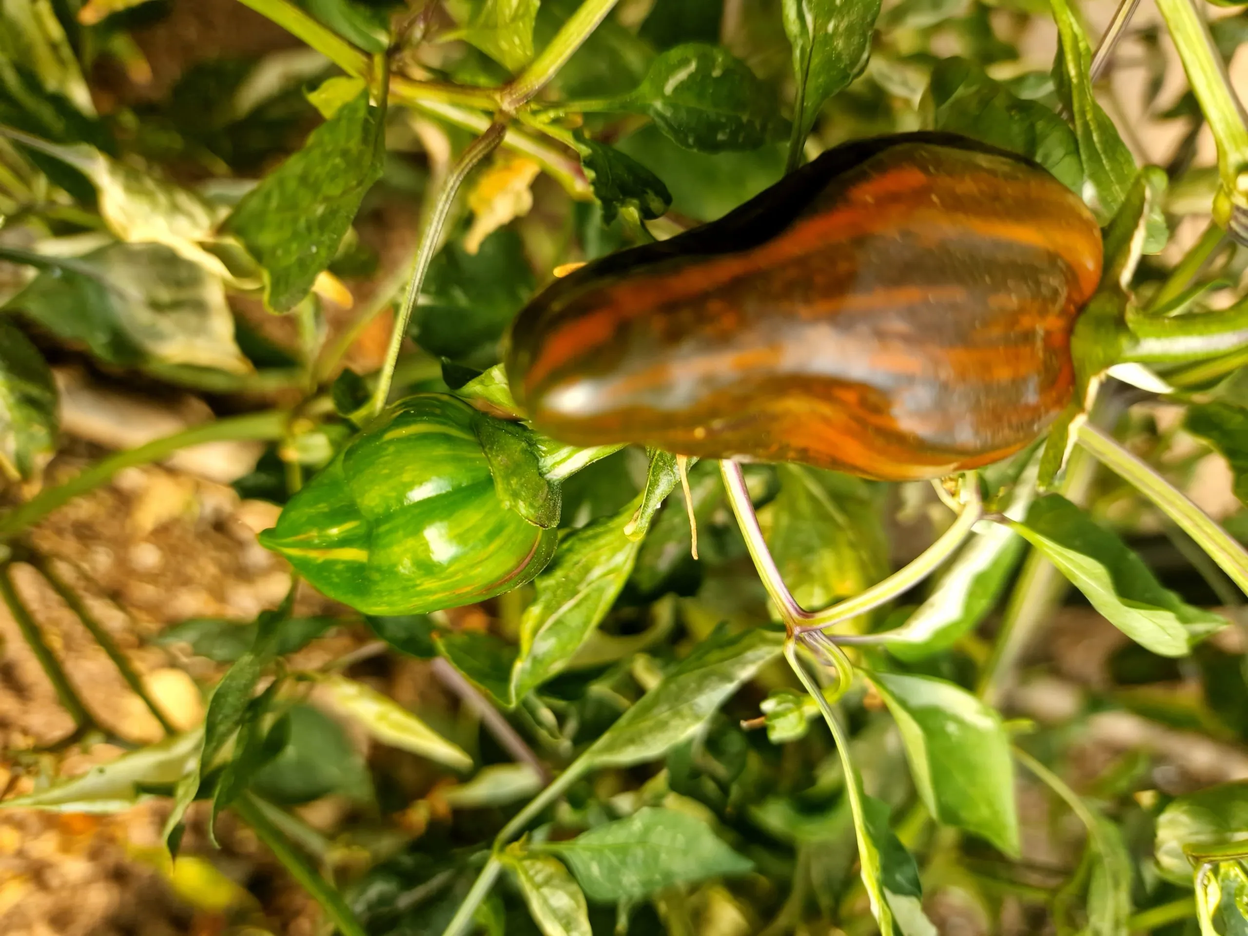 Bryan's Blood Chilli Seeds - Image 12
