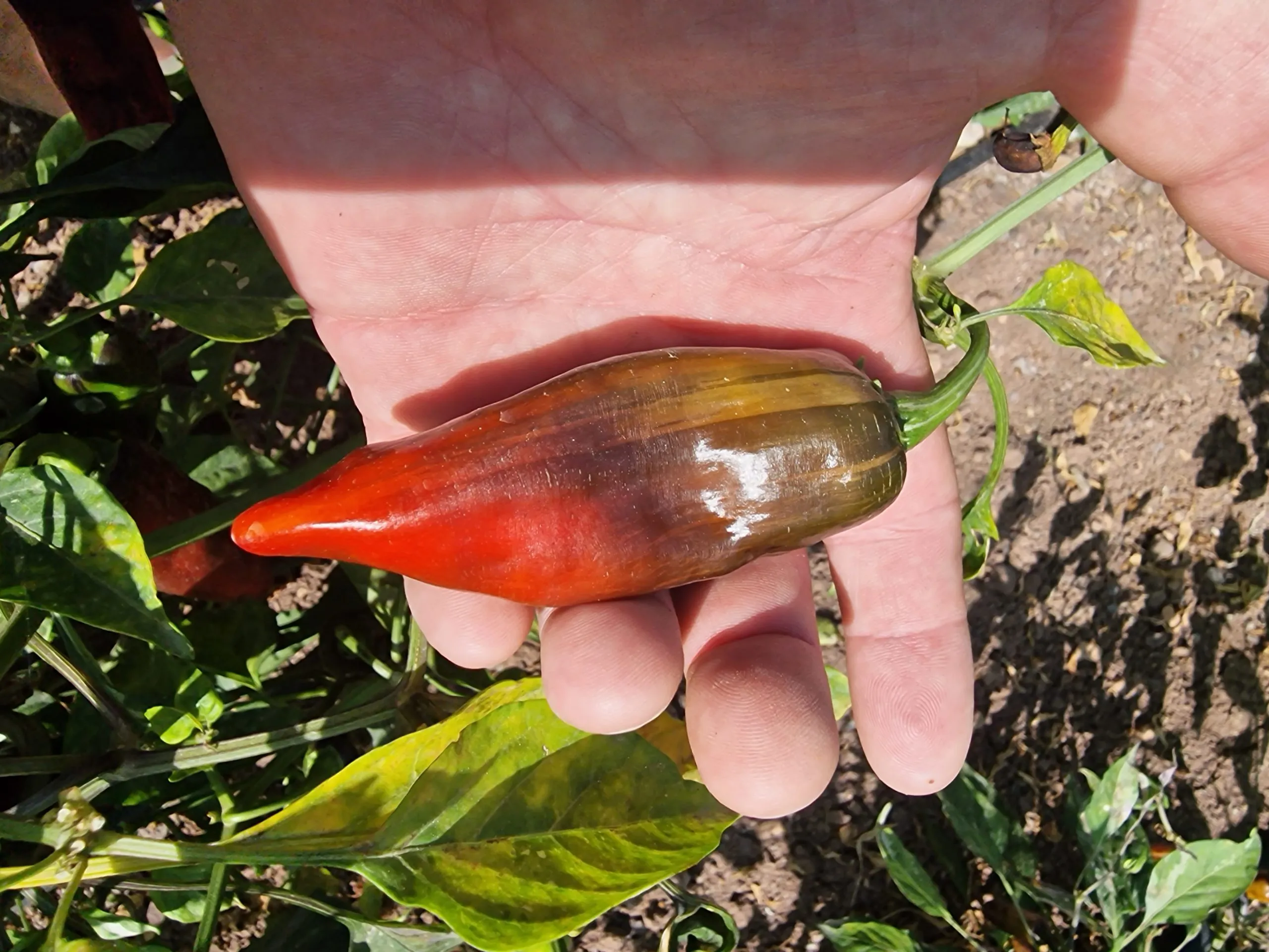 Bryan's Blood Chilli Seeds - Image 4