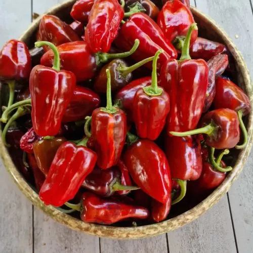 Bryan's Blood Chilli Seeds