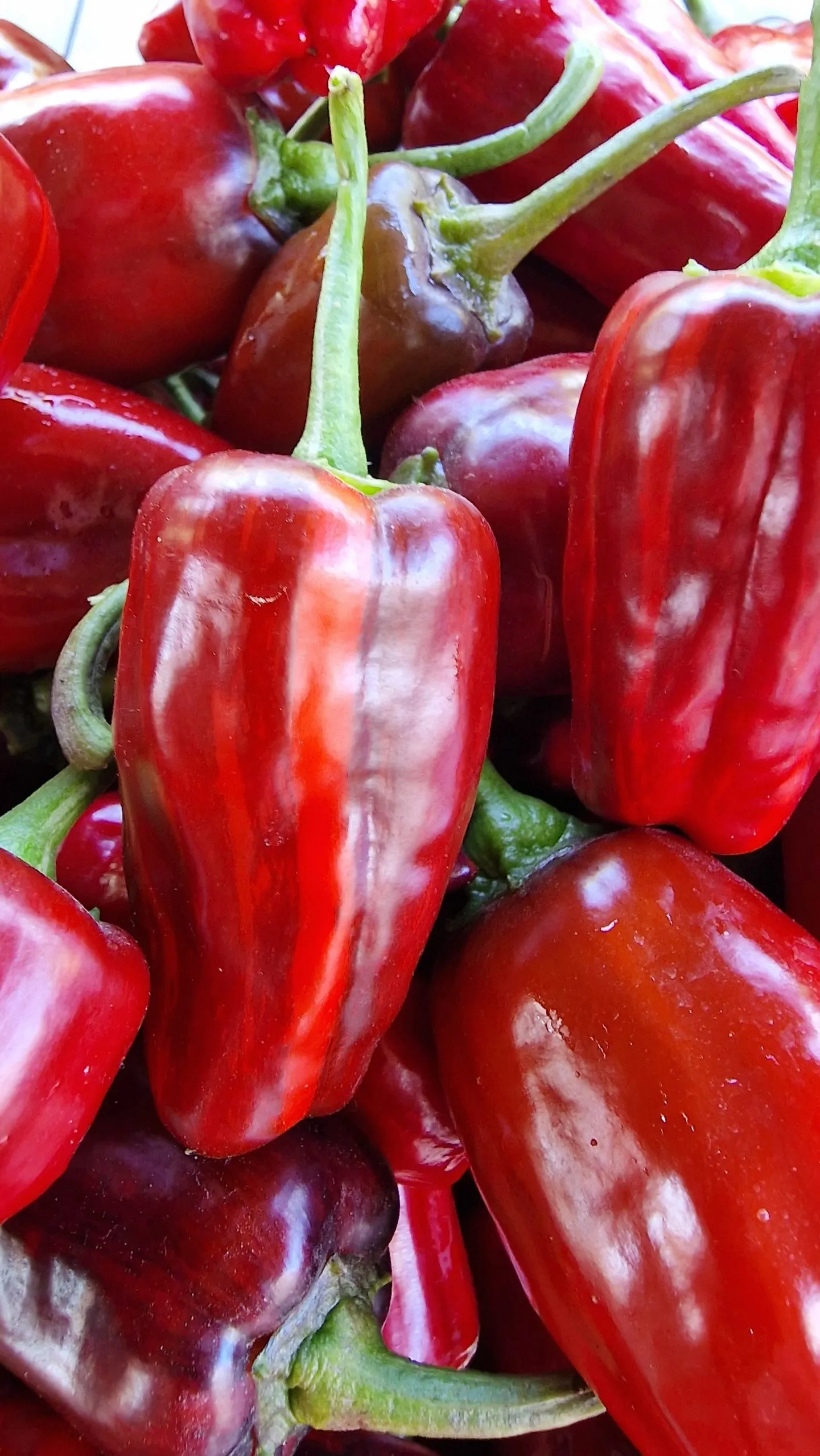 Bryan's Blood Chilli Seeds - Image 3